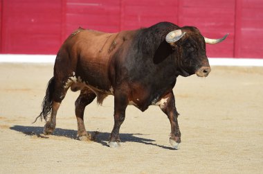 büyük boğa ile İspanya boğa güreşi