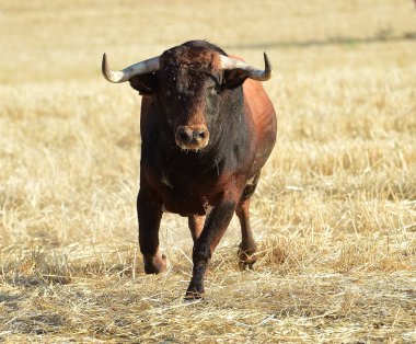 büyük boğa ile İspanya boğa güreşi