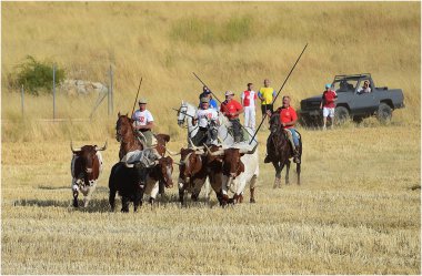 büyük boğa ile İspanya boğa güreşi
