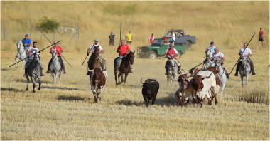 büyük boğa ile İspanya boğa güreşi