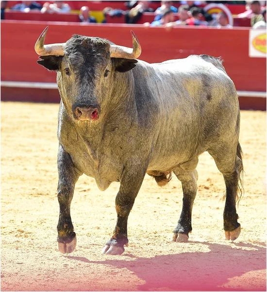 Corrida Spagna Con Grande Toro — Foto Stock