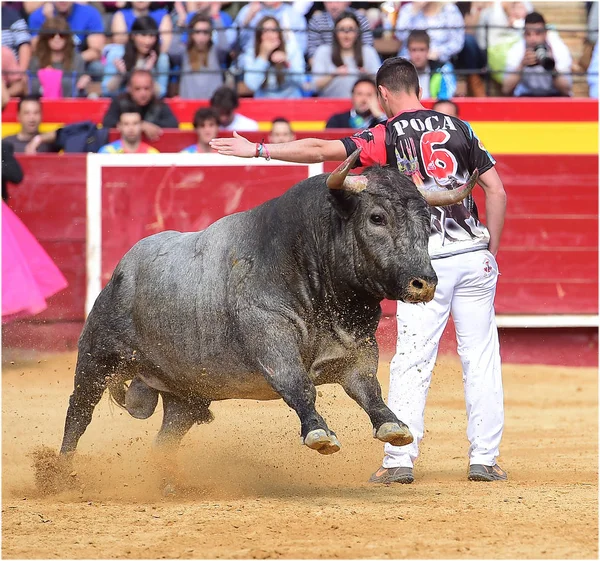 Tjurfäktning Spanien Med Stor Tjur — Stockfoto