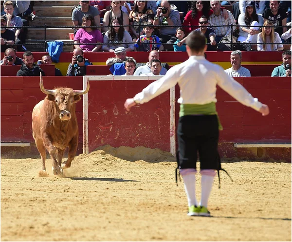 Býčí Zápasy Španělsku Velkými Bull — Stock fotografie