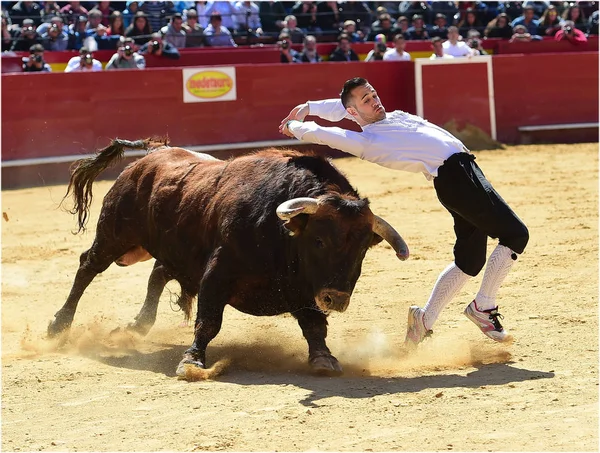 Tjurfäktning Spanien Med Stor Tjur — Stockfoto