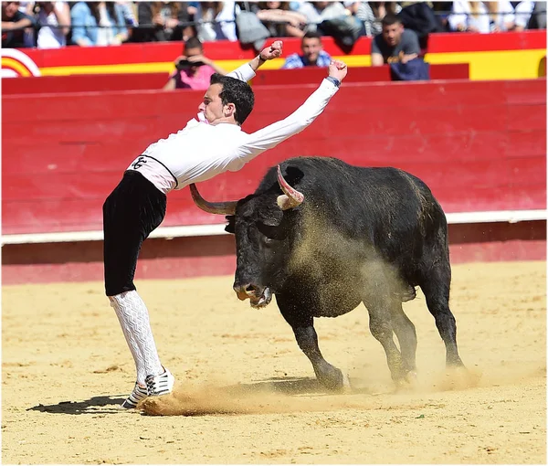 Tjurfäktning Spanien Med Stor Tjur — Stockfoto