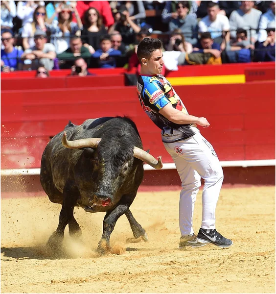 Tjurfäktning Spanien Med Stor Tjur — Stockfoto