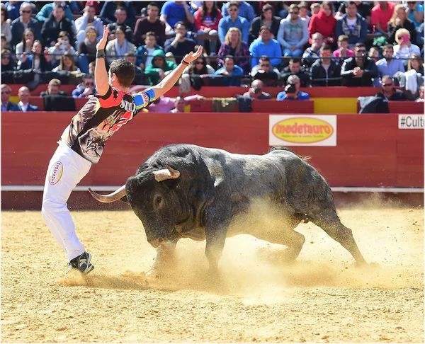 Corrida Espagne Avec Gros Taureau — Photo