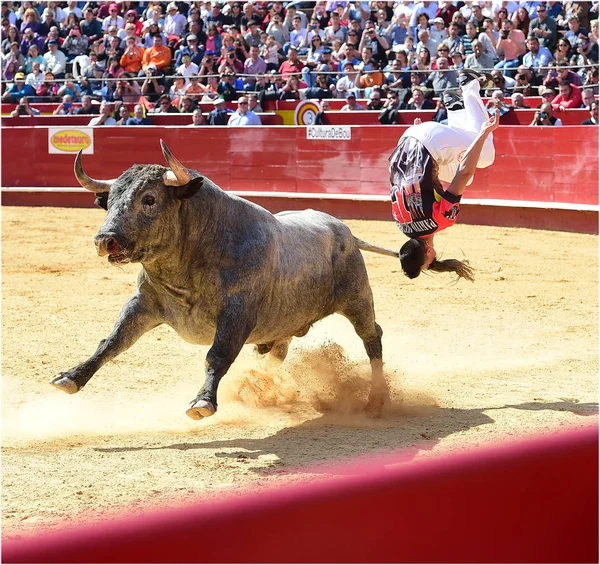 Tourada Espanha Com Grande Touro — Fotografia de Stock