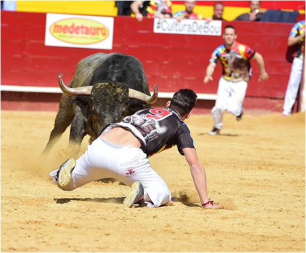 Corrida Spagna Con Grande Toro — Foto Stock