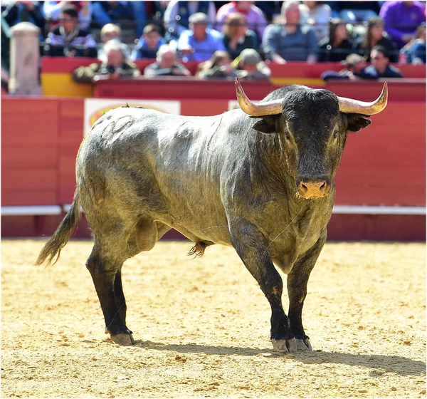 Bullfight Spain Big Bull — Stock Photo, Image