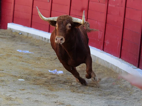 Tjurfäktning Spanien Med Stor Tjur — Stockfoto