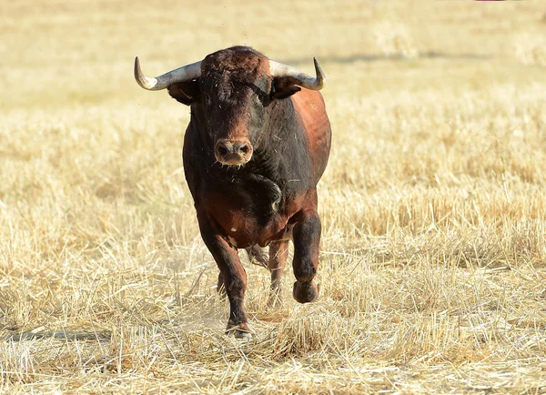 Bullfight Spain Big Bull — Stock Photo, Image