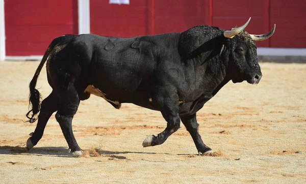 Corrida Espagne Avec Gros Taureau — Photo