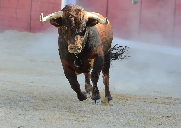 Tjurfäktning Spanien Med Stor Tjur — Stockfoto