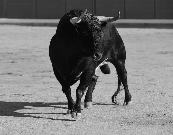 Stierkampf Spanien Mit Großem Stier — Stockfoto