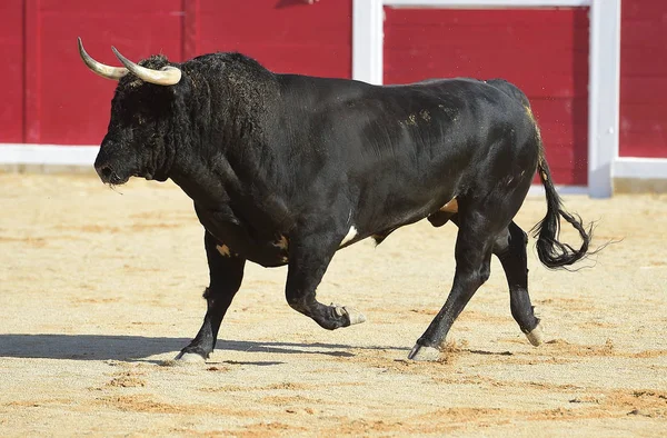 Tourada Espanha Com Grande Touro — Fotografia de Stock