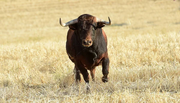 Corrida Espagne Avec Gros Taureau — Photo