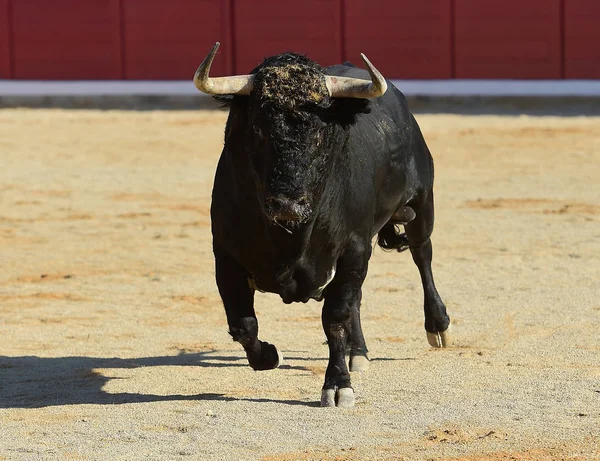 Corrida Spagna Con Grande Toro — Foto Stock