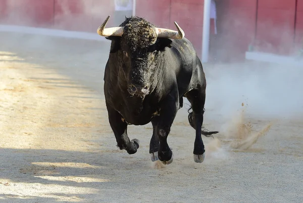 Tourada Espanha Com Grande Touro — Fotografia de Stock