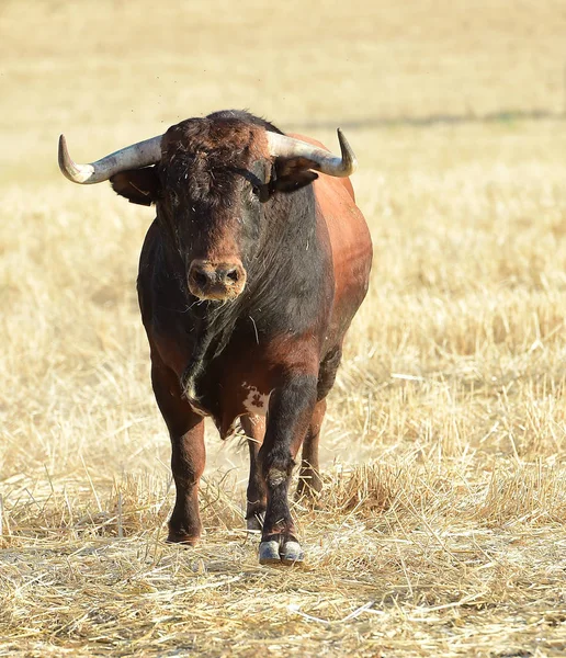 Stierkampf Spanien Mit Großem Stier — Stockfoto