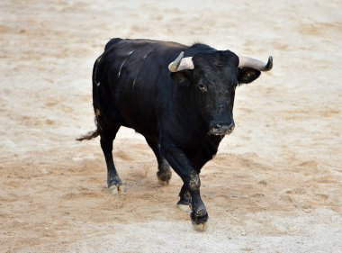 İspanyol bullring Kızgın Boğa