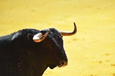 İspanyol bullring Kızgın Boğa