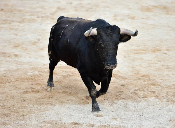 Angry Bull Spanish Bullring — Stock Photo, Image