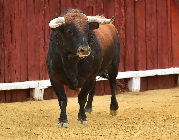 İspanyol bullring Kızgın Boğa