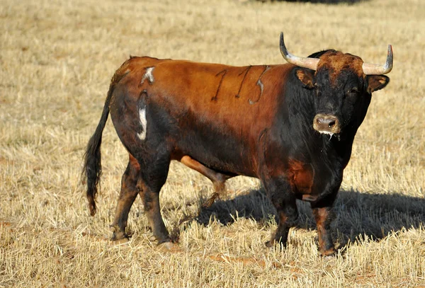 Toro Arrabbiato Bullring Spagnolo — Foto Stock