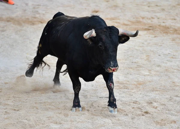 Spanyol Bullring Kızgın Boğa — Stok fotoğraf