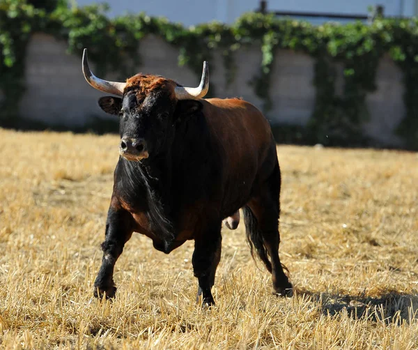 Toro Enojado Plaza Toros Española — Foto de Stock