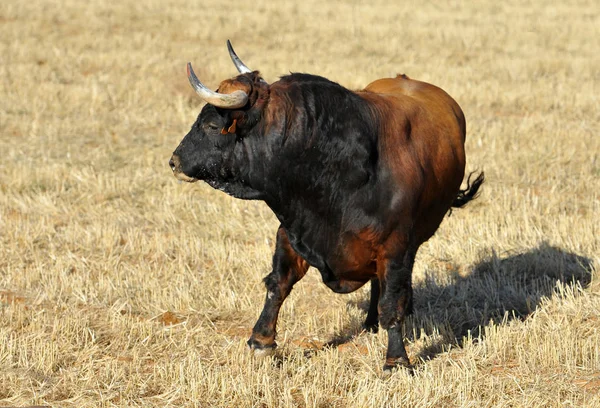 Toro Enojado Plaza Toros Española — Foto de Stock