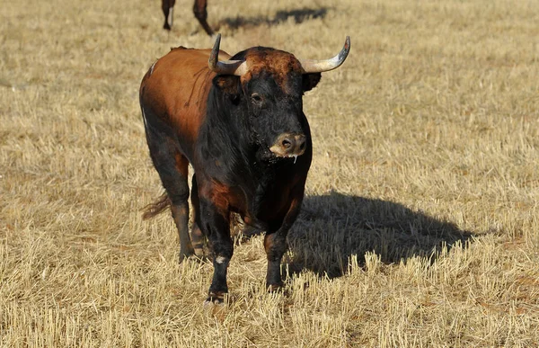 Toro Arrabbiato Bullring Spagnolo — Foto Stock