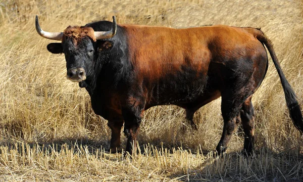 Toro Arrabbiato Bullring Spagnolo — Foto Stock
