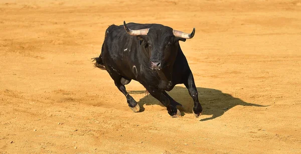 Taureau Colère Arène Espagnole — Photo