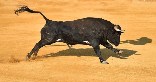 Spanyol Bullring Kızgın Boğa — Stok fotoğraf