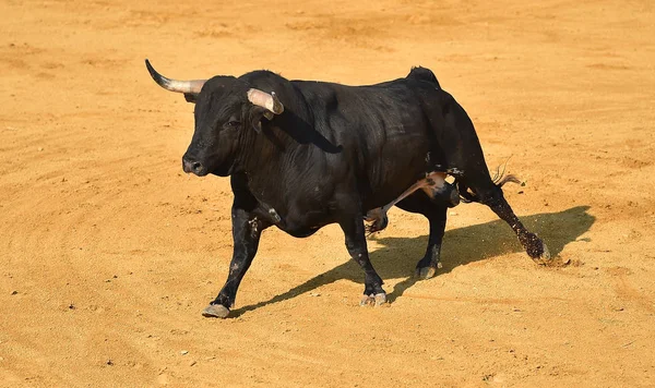 Angry Bull Spanish Bullring — Stock Photo, Image