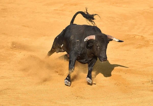 スペインの闘牛場で怒っている牛 — ストック写真