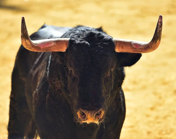 Taureau Colère Arène Espagnole — Photo