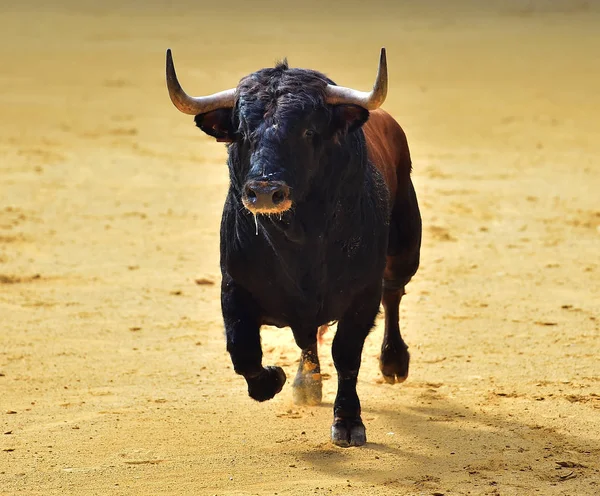 Wütender Stier Spanischer Stierkampfarena — Stockfoto