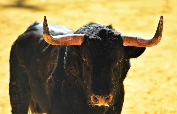 Spanyol Bullring Kızgın Boğa — Stok fotoğraf