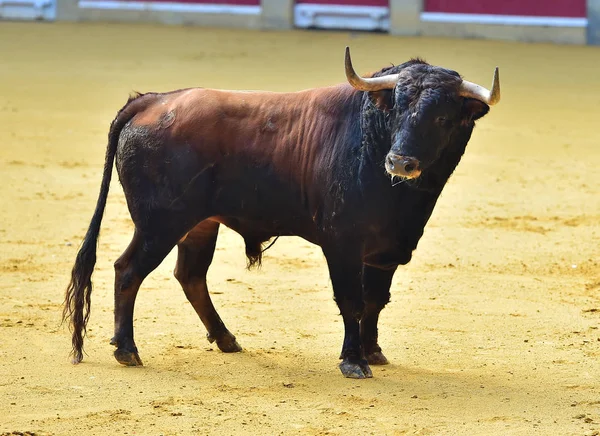 Angry Bull Spanish Bullring — Stock Photo, Image