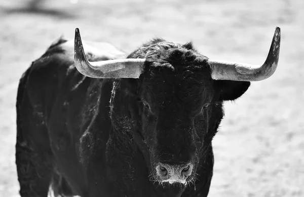 Rozzuřený Býk Španělské Býčí Zápasy — Stock fotografie