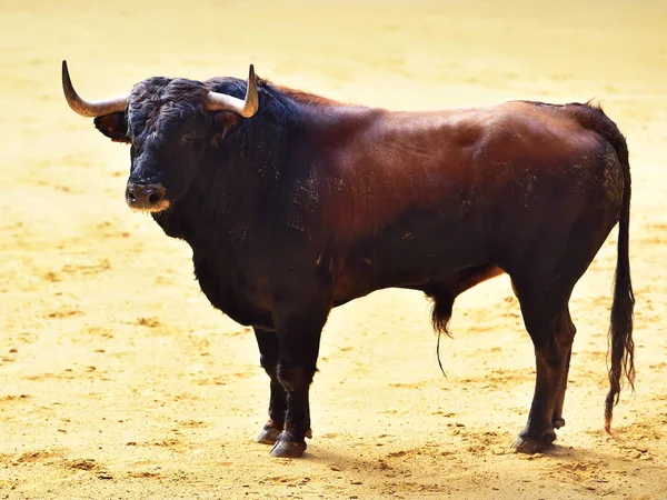 Dühös Bika Spanyol Bikaviadal Aréna — Stock Fotó