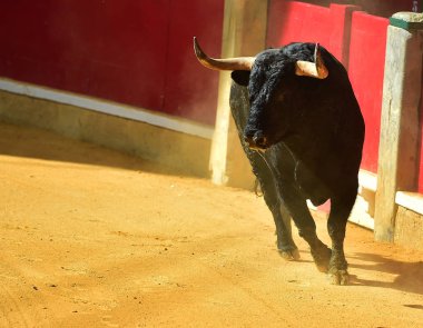 angry bull in spanish bullring clipart