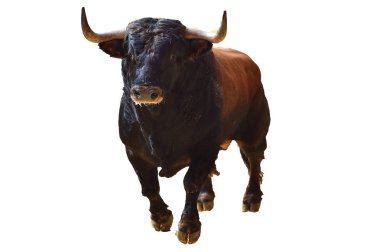angry bull in spanish bullring clipart