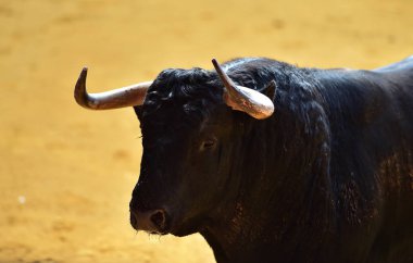 İspanyol bullring Kızgın Boğa