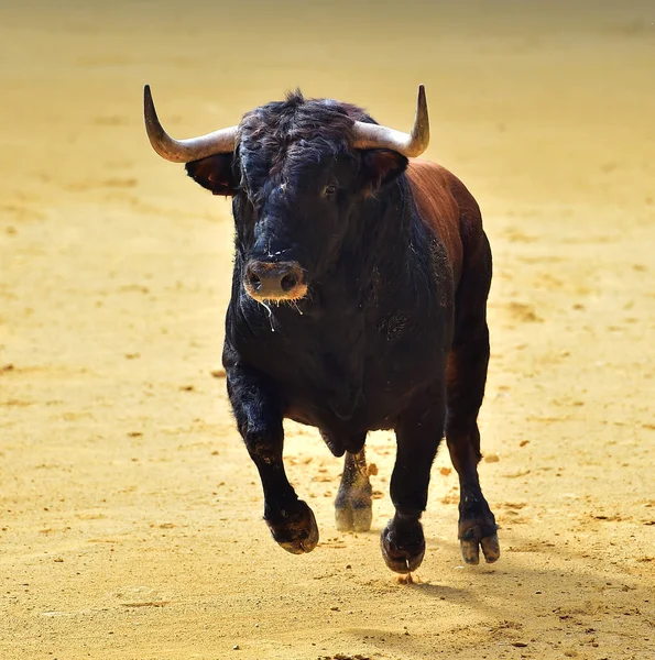 Сердитий Бик Іспанському Бику — стокове фото