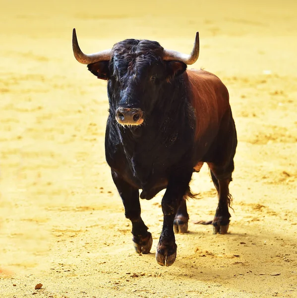 Сердитий Бик Іспанському Бику — стокове фото