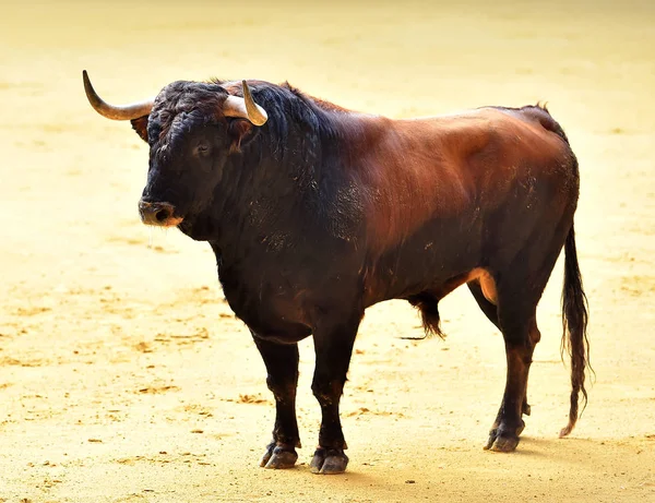 Wütender Stier Spanischer Stierkampfarena — Stockfoto